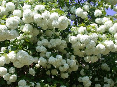 Viburnum opulus